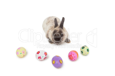 Fluffy bunny with Easter eggs