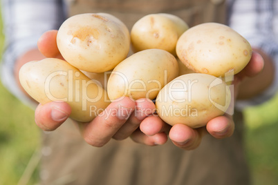 Farmer showing his organic potatoes