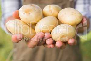 Farmer showing his organic potatoes