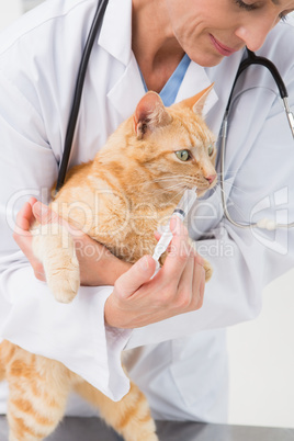 Veterinarian doing injection at a cute grey cat