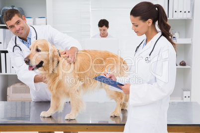 Veterinarian coworker examining a dog