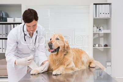 Vet doing a bandage at dog