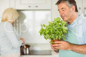 Mature man smiling and smelling basil plant