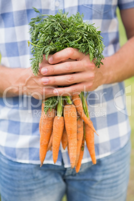 Farmer holding bunch of organic carrots