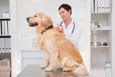 Veterinarian doing injection at a cute dog