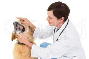 Veterinarian examining teeth of a cute dog