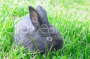 little rabbit on green grass background