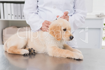 Veterinarian doing injection at a cute dog