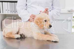 Veterinarian doing injection at a cute dog