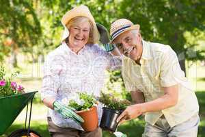 Happy senior couple gardening