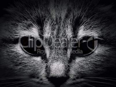 dark muzzle cat close-up. front view