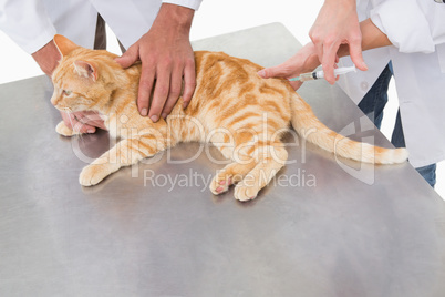 Veterinarians doing injection at a cat