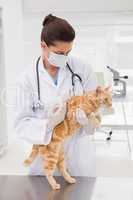 Veterinarian doing injection at a cat