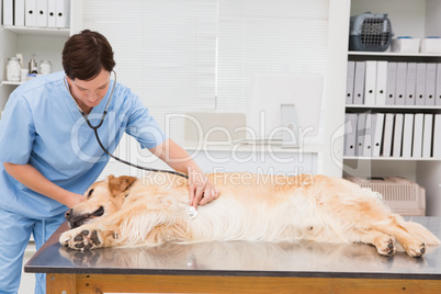 Veterinarian examining a cute dog