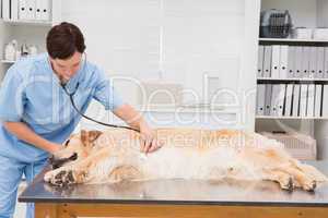 Veterinarian examining a cute dog