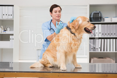 Veterinarian doing injection at a cute dog