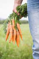 Farmer holding bunch of organic carrots