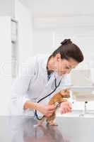 Veterinarian examining a cat with stethoscope