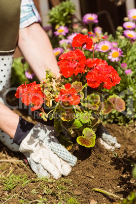 Woman planting a red flower