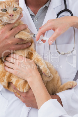 Veterinarians doing injection at a cat