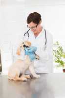 Veterinarian giving medicine to dog
