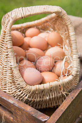 Basket of fresh organic eggs