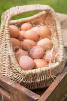 Basket of fresh organic eggs