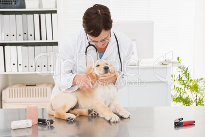 Veterinarian examining a cute dog