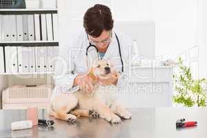 Veterinarian examining a cute dog