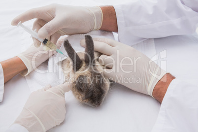 Veterinarians doing injection at a rabbit