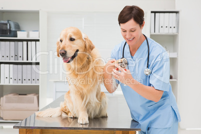 Vet using nail clipper on a dog