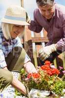 Happy mature couple gardening together