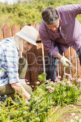 Happy mature couple gardening together