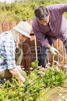 Happy mature couple gardening together