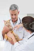 Veterinarians doing injection at a cat