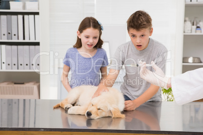 Vet examining a dog with its scared owner