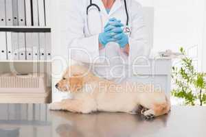 Smiling veterinarian examining a cute dog