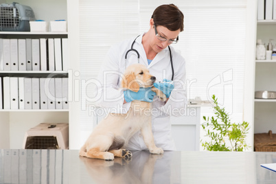 Veterinarian giving medicine to dog