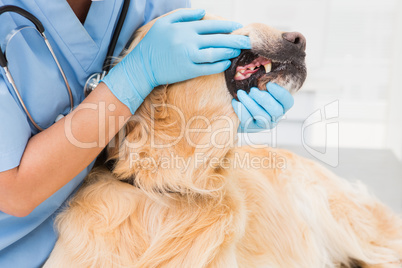 Veterinarian examining teeth of a cute dog