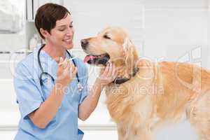 Veterinarian examining mouth of a cute dog