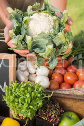 Farmer showing his organic cauliflower