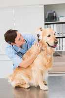 Veterinarian using otoscope to dog