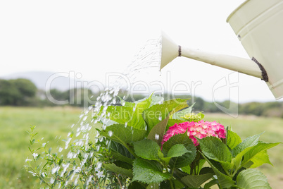 Watering can pouring water over flowers