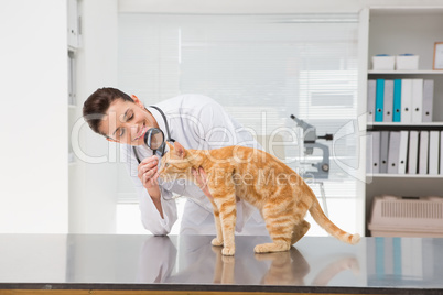 Veterinarian examining a cat with magnifying glass