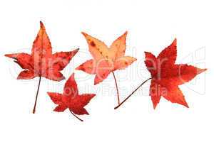Amberbaum Blätter im Herbst (Liquidambar)