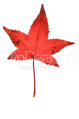 Blatt des Amberbaums (Liquidambar)