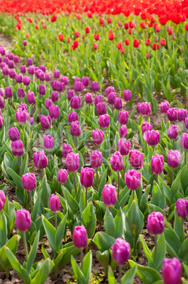 colorful tulips field