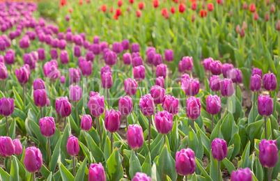 colorful tulips field