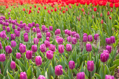 colorful tulips field