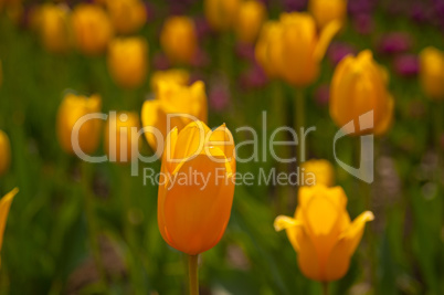 colorful tulips field